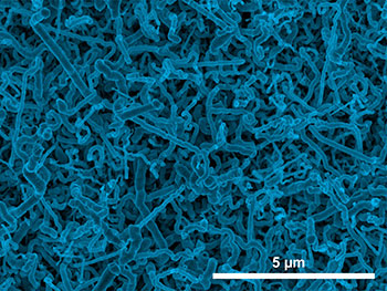 Scanning electron micrograph image of germanium nanowires electrodeposited onto an indium-tin oxide electrode from an aqueous solution.