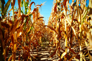 Record-setting heat in summer 2012 wreaked havoc on Missouri’s corn crops. Photo courtesy of Shane Epping, Mizzou News.