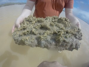 A Missouri S&T student displays a microbialite discovered in the murky waters of Storr's Lake on San Salvador Island, Bahamas (photo from minersabroad.mst.edu)