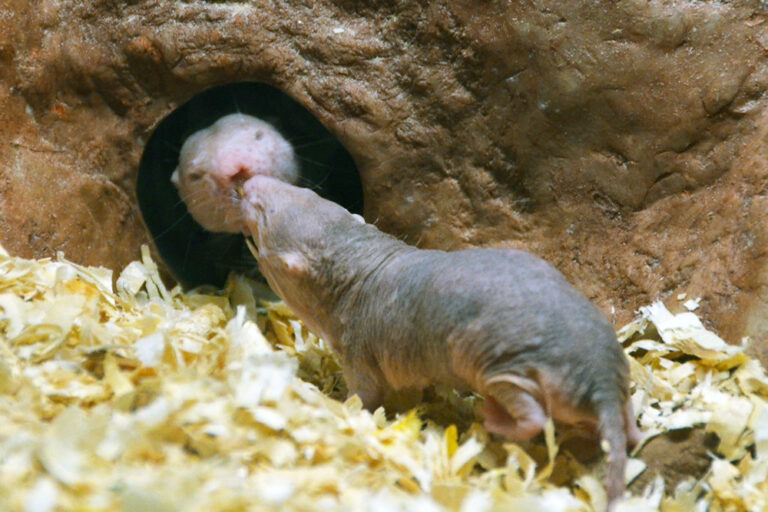 Missouri Sandt News And Events Scientists Explain Why Naked Mole Rats