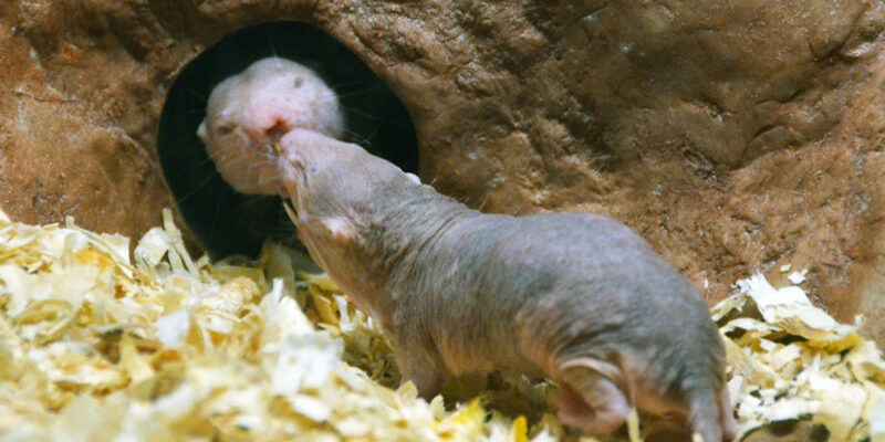Scientists explain why naked mole-rats’ longevity contradicts accepted aging theory
