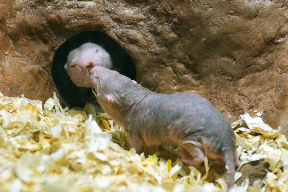 Newswise: Scientists explain why naked mole-rats’ longevity contradicts accepted aging theory