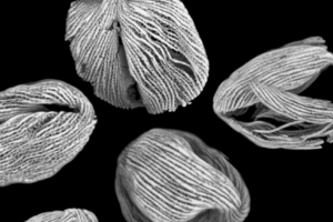 highly magnified pollen grains