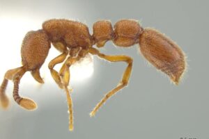 Syscia sumnichti, a newly identified species of ant, was named in recognition of Missouri S&T biologist Theo Sumnicht