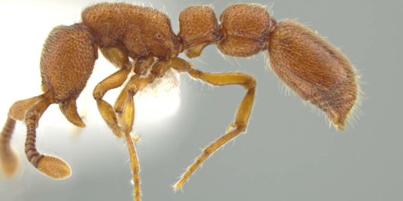 Newly named ant species has a Missouri S&T connection