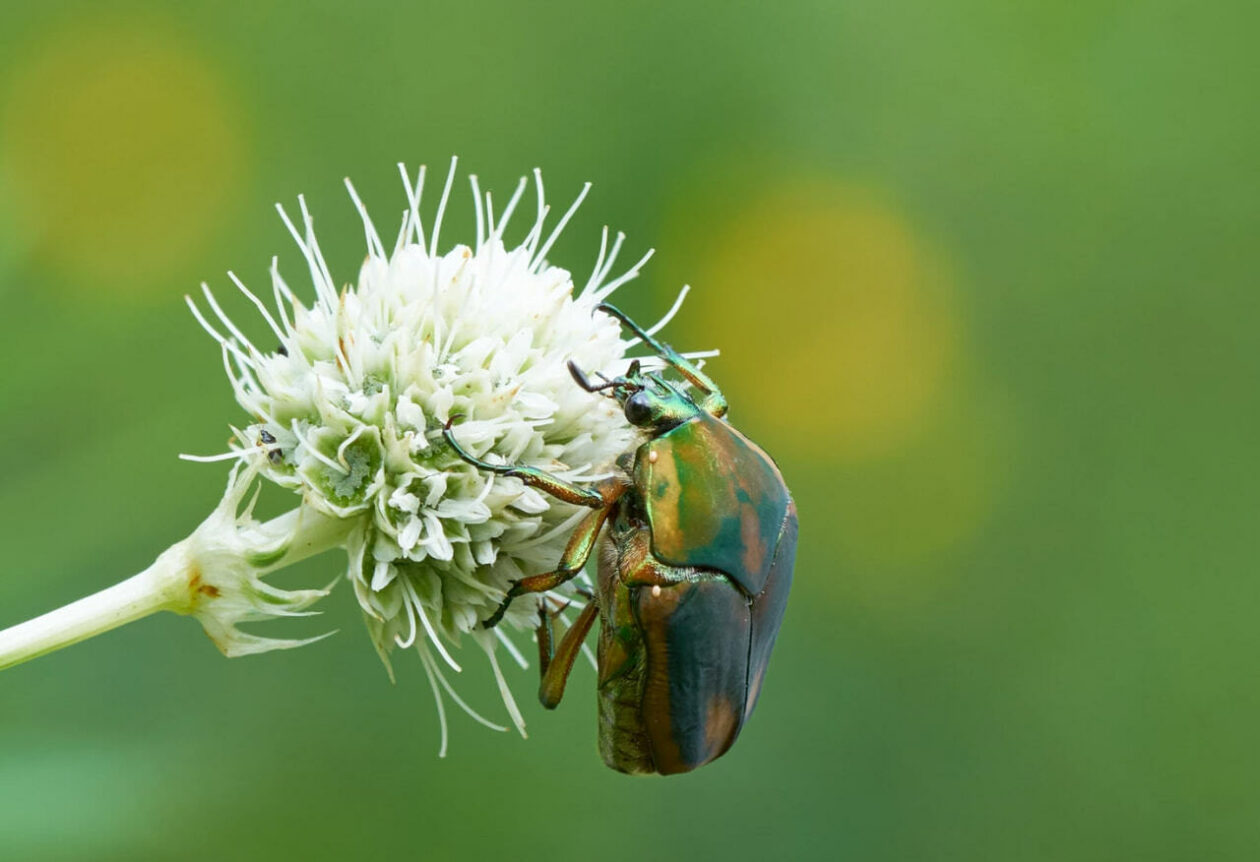 Photo of fig beetle on white blossom