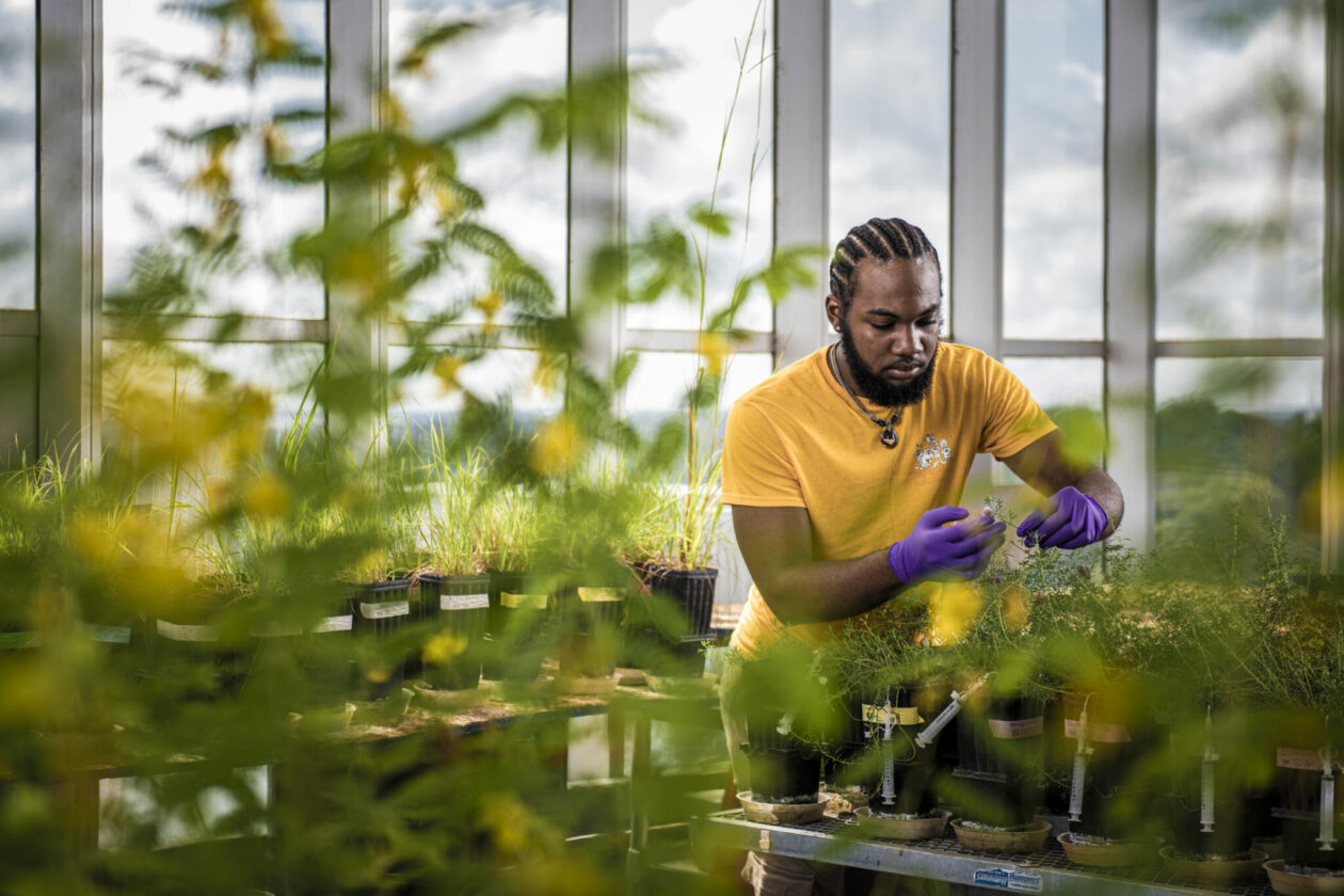 Student wearing yellow shirt and purple gloves works in greenhouse filled with green plants with yellow flowers