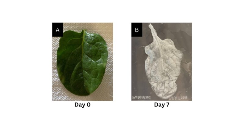 S&T student team creates spinach-based skin graft