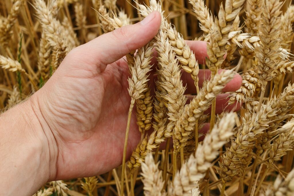 Hand holding wheat in field