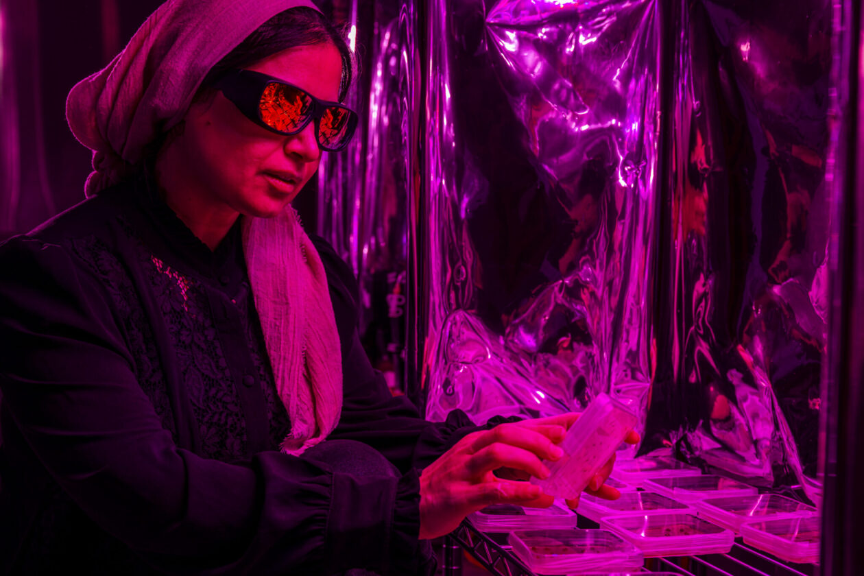 Dr. Mariam Al-Lami examines a tray of seeds in an indoor grow chamber. Photo by Michael Pierce/Missouri S&T.