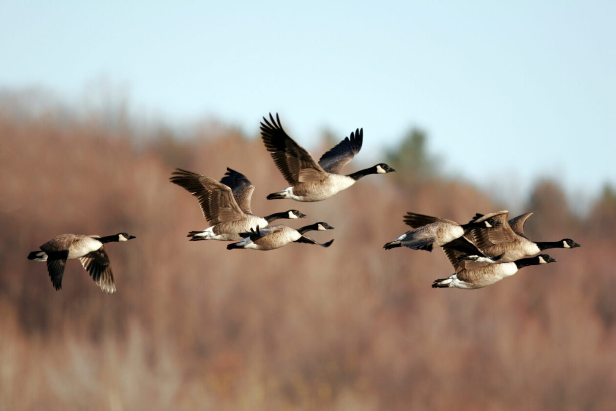 A flock of Canada geese flies in formation.